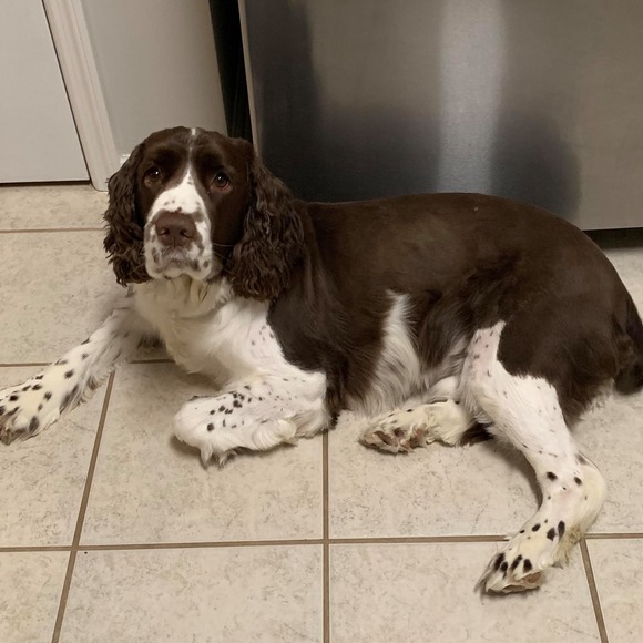 Meet your Posher, Pamela - Picture 1 of 1